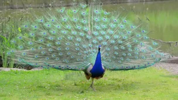 Paon montrant de belles plumes 