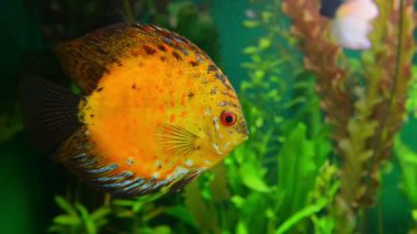 Discus Golden Sun