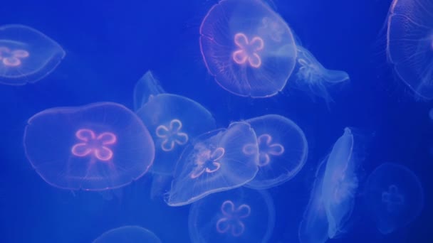 Medusas de luna en el agua — Vídeo de stock