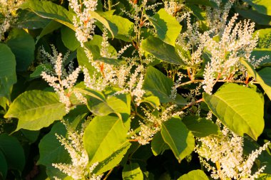 Sonbaharda çiçek açan Sakhalin Knotweed