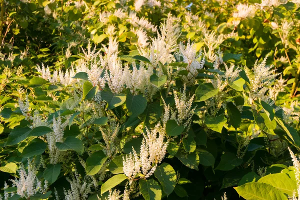 Blooming Sakhalin Knotweed in autumn — Stock Photo, Image