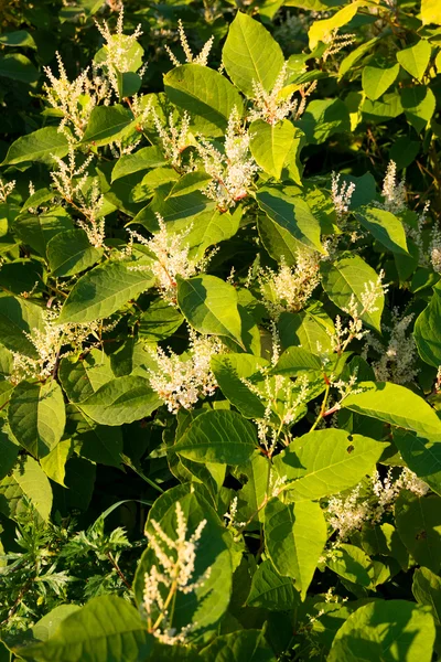 Blooming Sakhalin Knotweed in autumn — Stock Photo, Image