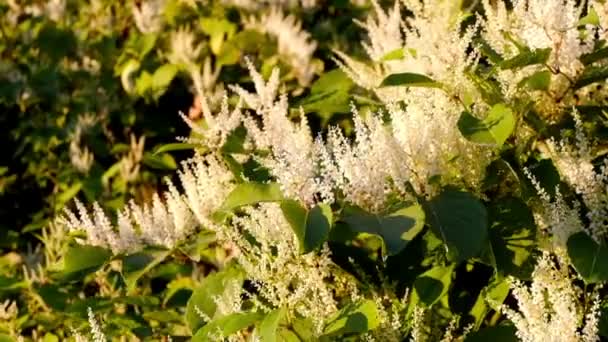 Çiçek açan Sakhalin Knotweed — Stok video