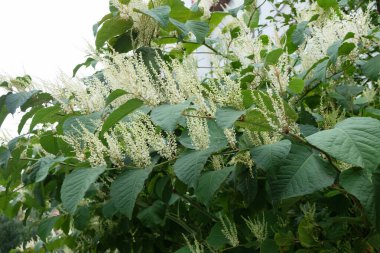 Sonbaharda çiçek açan Sakhalin Knotweed veya Fallopia sakhalinensis