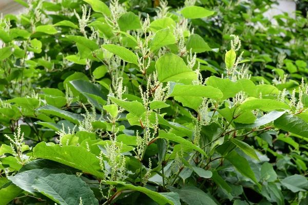 Blooming Sakhalin Knotweed Fallopia Sachalinensis Восени — стокове фото