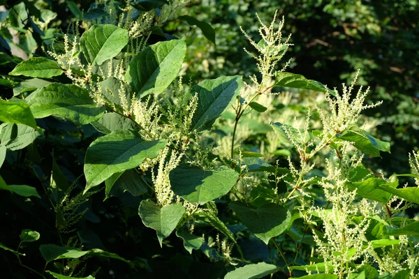 Цветущий Сахалин Knotweed Fallopia Sachalinensis Осенью — стоковое фото