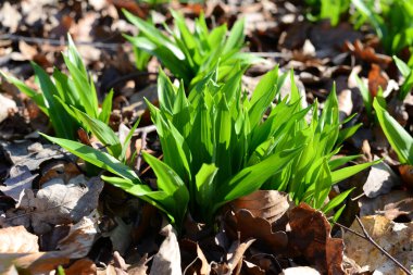 Ormandaki yabani sarımsak bitkileri. Yakın plan.