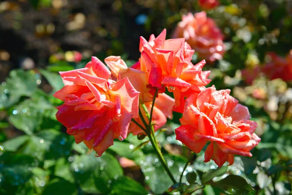 Pink roses with morning dew in a garden — Stock Photo, Image