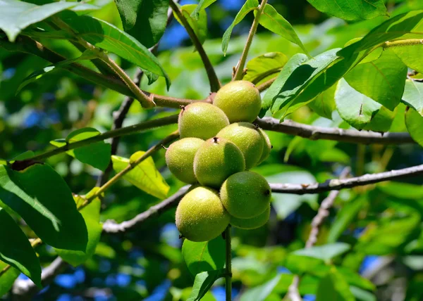 Juglans Cordiformis - noix vertes sur une branche d'arbre — Photo