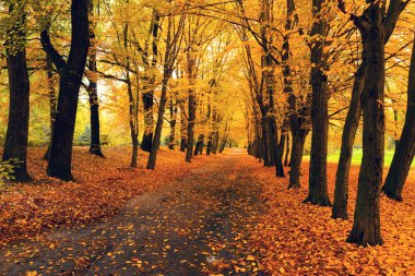 Turuncu sonbahar yaprakları