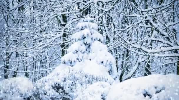 Spar bomen bedekt met sneeuw — Stockvideo