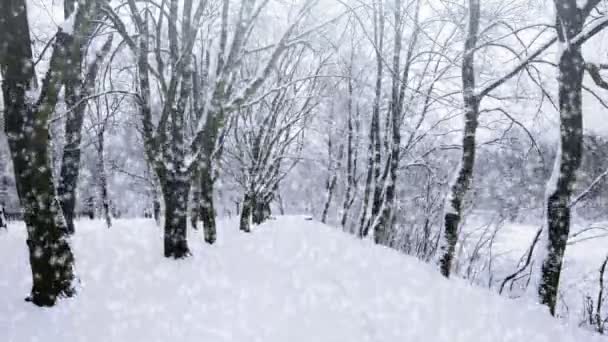 Падающий снег — стоковое видео