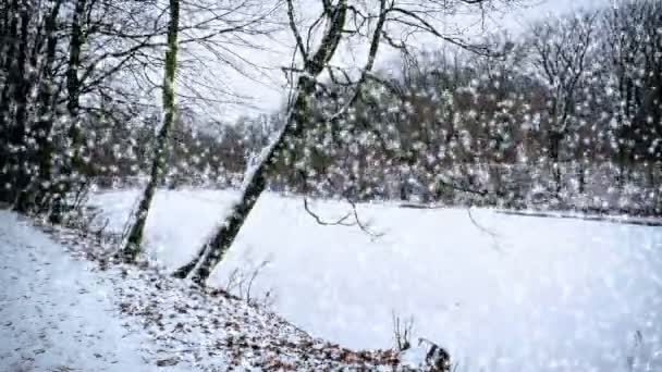 Neve in caduta — Video Stock