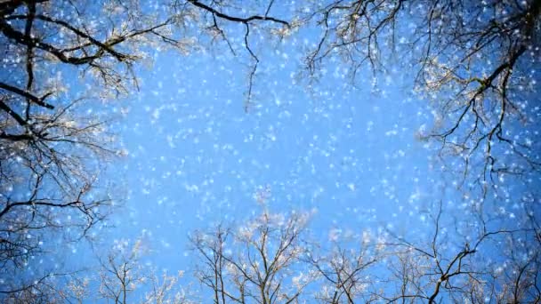 Takken van bomen en dalende sneeuw — Stockvideo