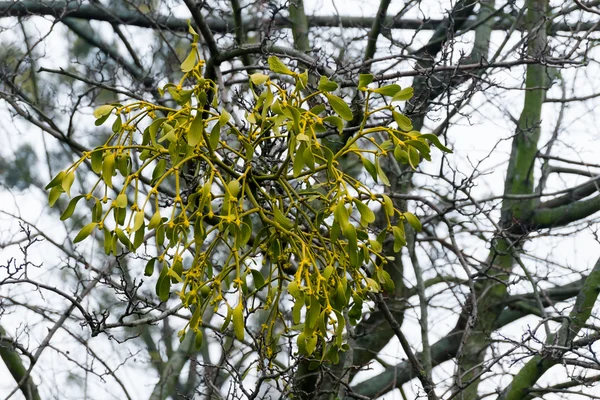 枝にヤドリギ — ストック写真