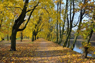 Sonbahar parkında sarı yapraklar