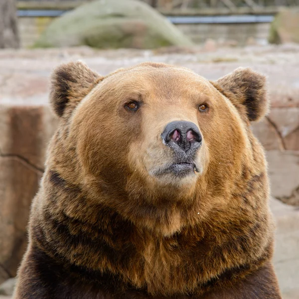 Urso castanho — Fotografia de Stock