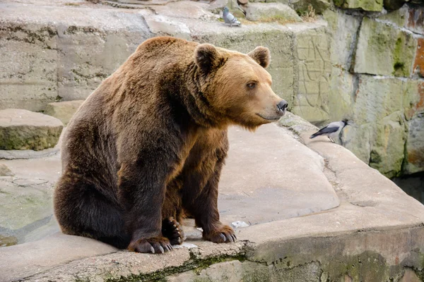 Orso bruno — Foto Stock