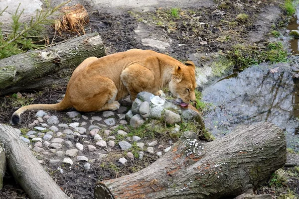 Female lion at the zoo — Stock Photo, Image