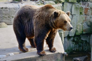 Hayvanat bahçesindeki Boz Ayı