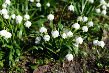 Lily-of--yeşil çim Vadisi
