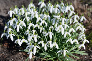 Kardelen (Galanthus nivalis)