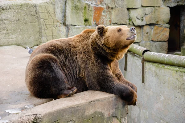 Orso bruno allo zoo — Foto Stock