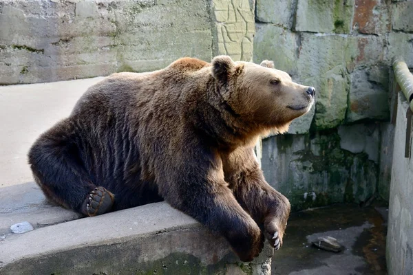 Orso bruno allo zoo — Foto Stock