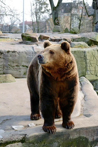 Urso castanho no zoológico — Fotografia de Stock