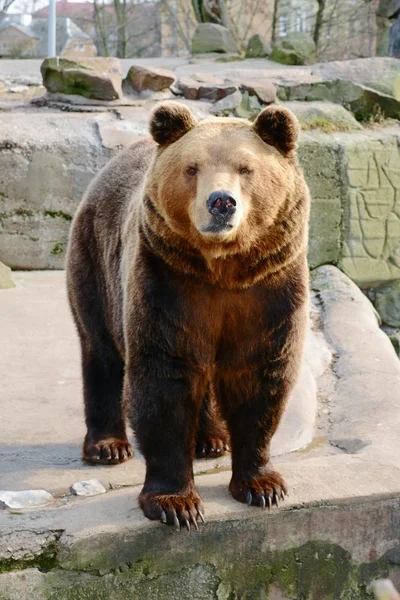 Urso castanho no zoológico — Fotografia de Stock