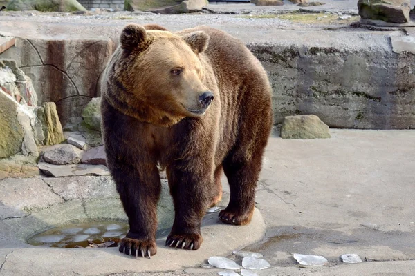 Urso castanho no zoológico — Fotografia de Stock