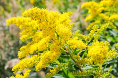 Çiçek açan Altın Başak, Solidago çiçek