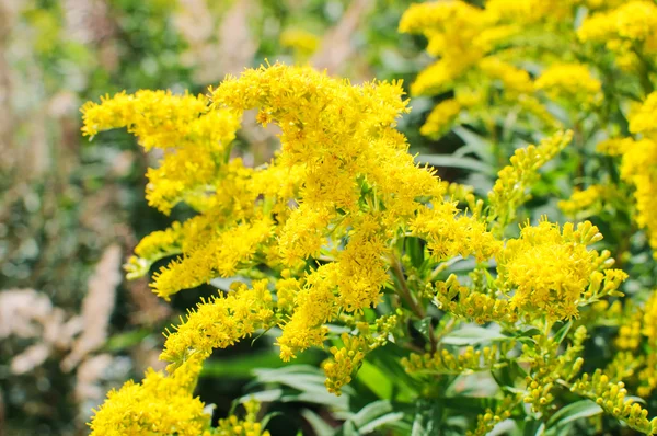 咲くアキノキリンソウ、セイタカアワダチソウの花 — ストック写真