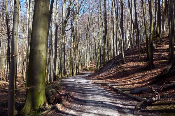 Buk lesní Jasmund National Park na ostrově Rujana. Německo — Stock fotografie