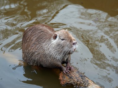 Coypu, olarak da bilinen eğitimin