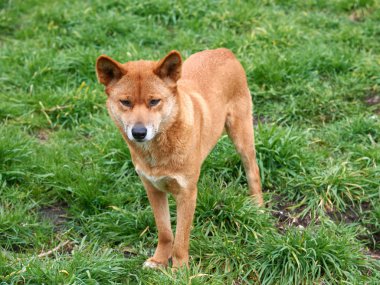 Avustralya dingo