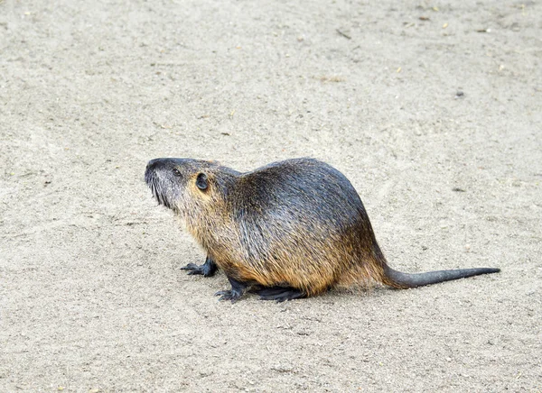 Coypu, also known as the nutria — Stock Photo, Image