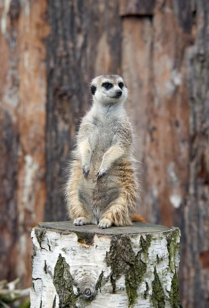 Meerkat staande op stomp — Stockfoto