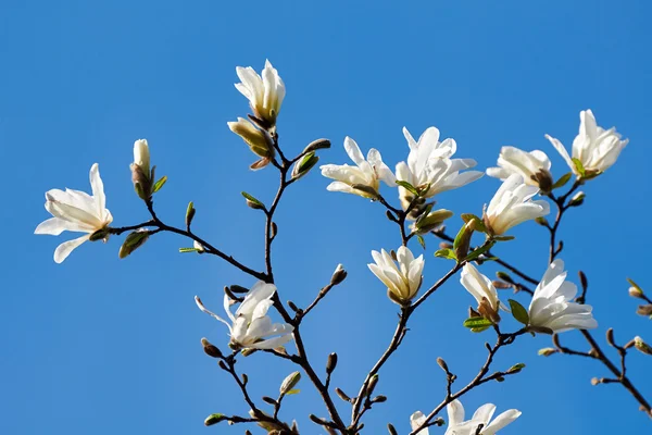 White magnolia flower — Stock Photo, Image