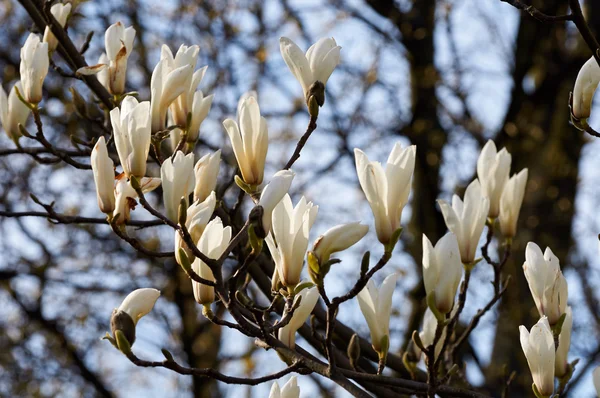 White magnolia flower — Stock Photo, Image