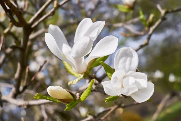 Vit magnolia blomma — Stockfoto