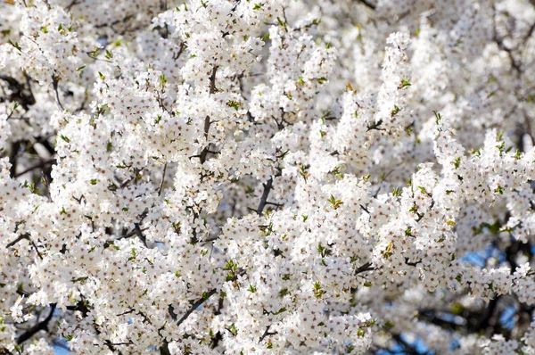 梅の花の開花 — ストック写真