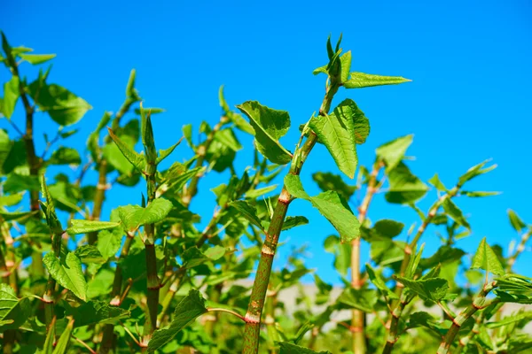 Crecimiento de Polygonum Sachalinense — Foto de Stock