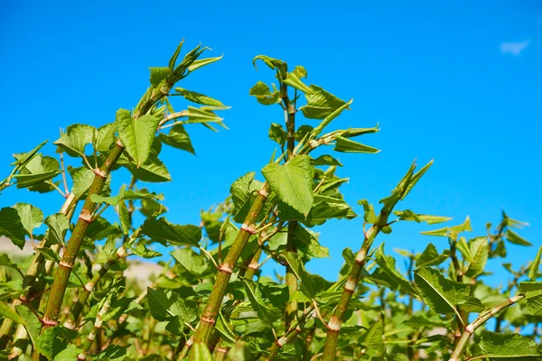 Crecimiento de Polygonum Sachalinense — Foto de Stock