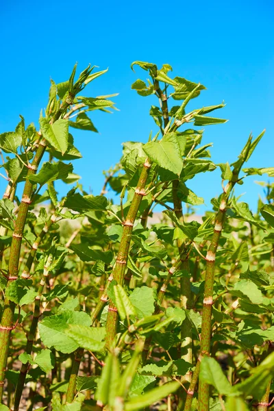 Crecimiento de Polygonum Sachalinense — Foto de Stock