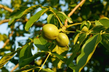 gün batımında ağaç ceviz