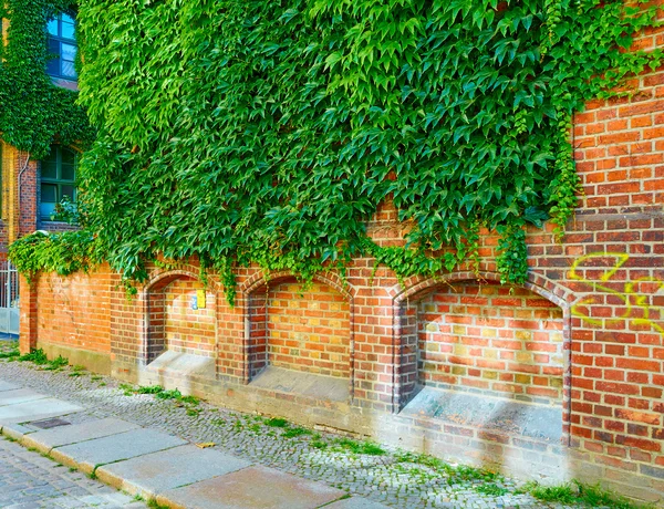 La façade d'un vieux bâtiment recouvert de lierre — Photo