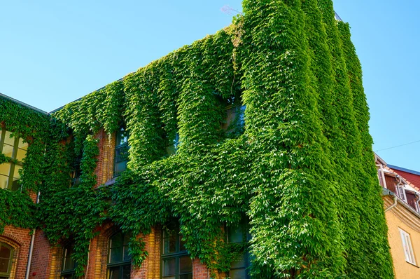 The facade of an old building covered with ivy — Stock Photo, Image