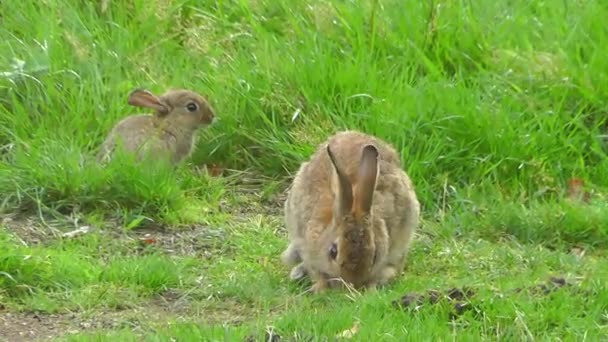 Grey hare standing on the grass — Stock Video