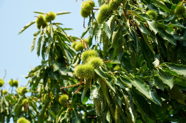 Chestnut Tree — Stock Photo, Image